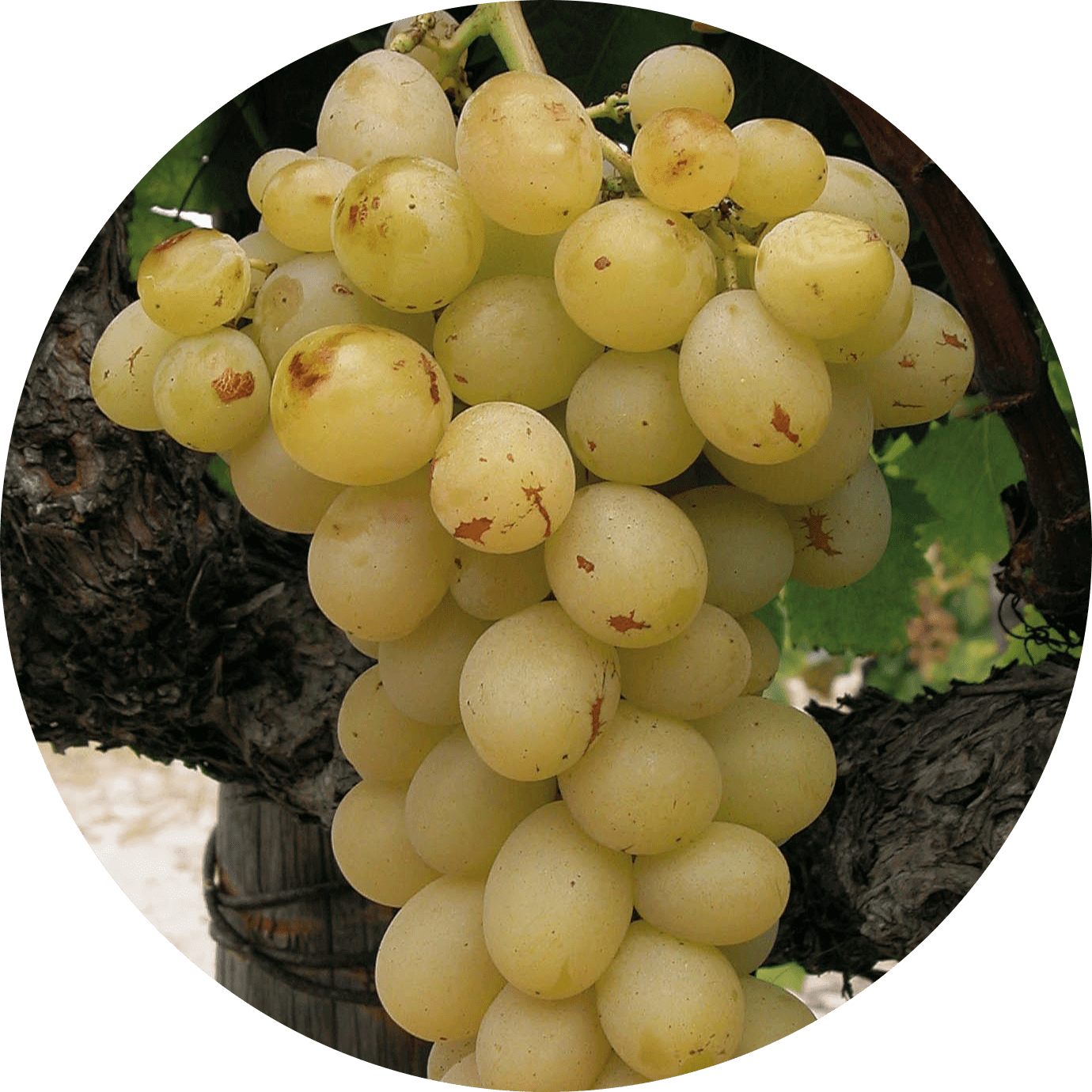5. italia-raisins-de-table-blanc
