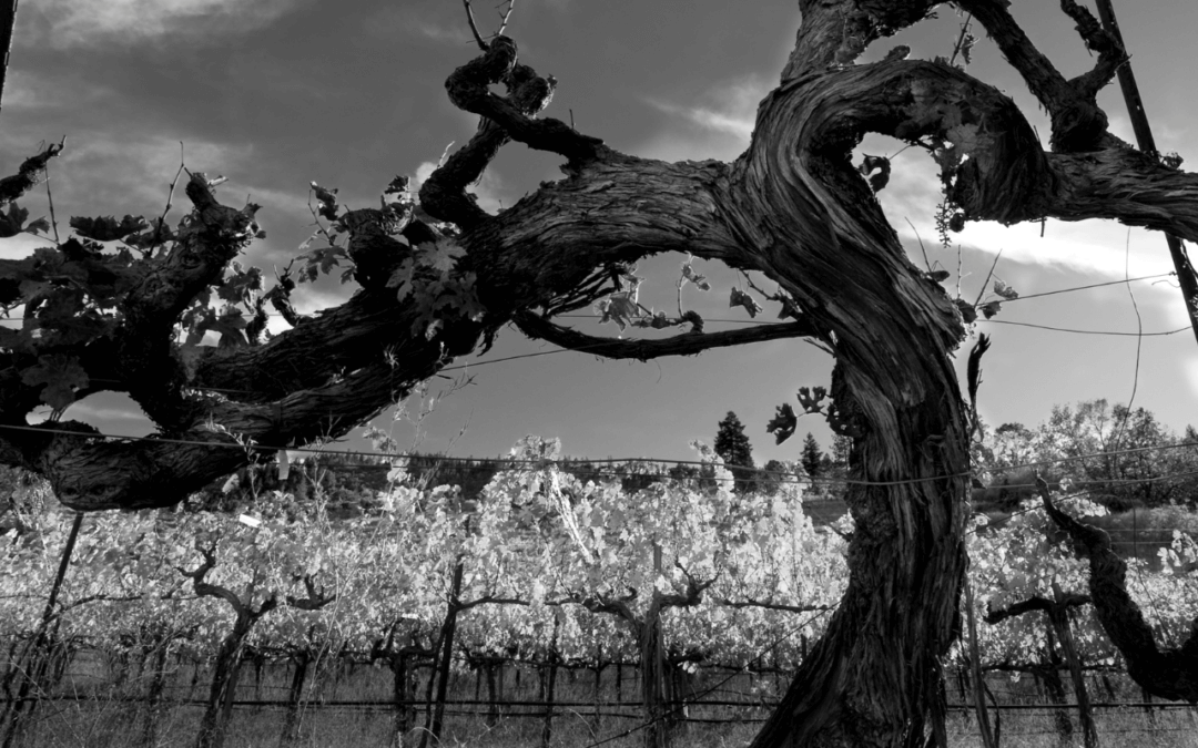 Histoire des pépinières viticoles