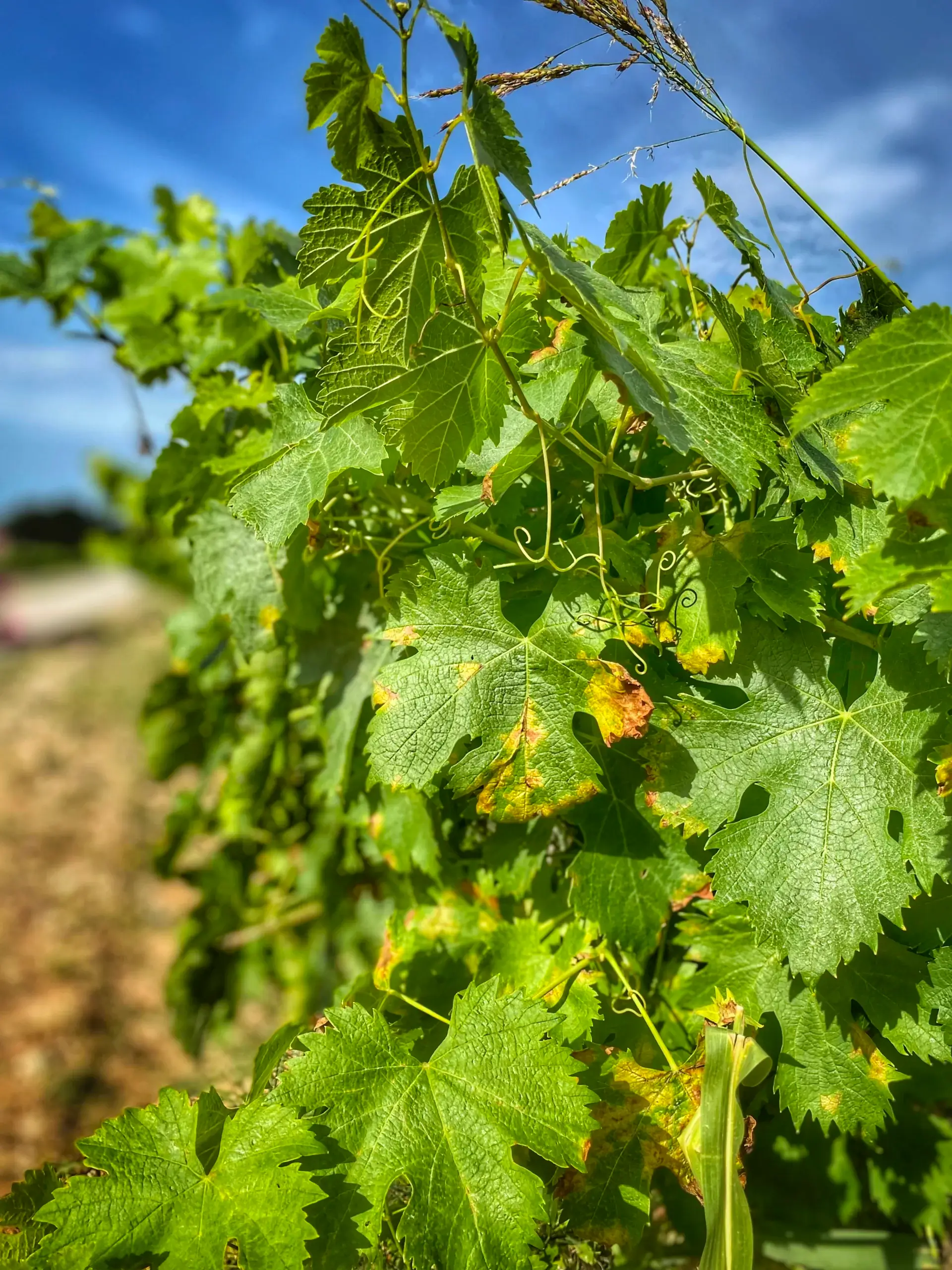 impact-mildiou-jeunes-plantations-viticoles